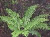 image of Dryopteris wallichiana