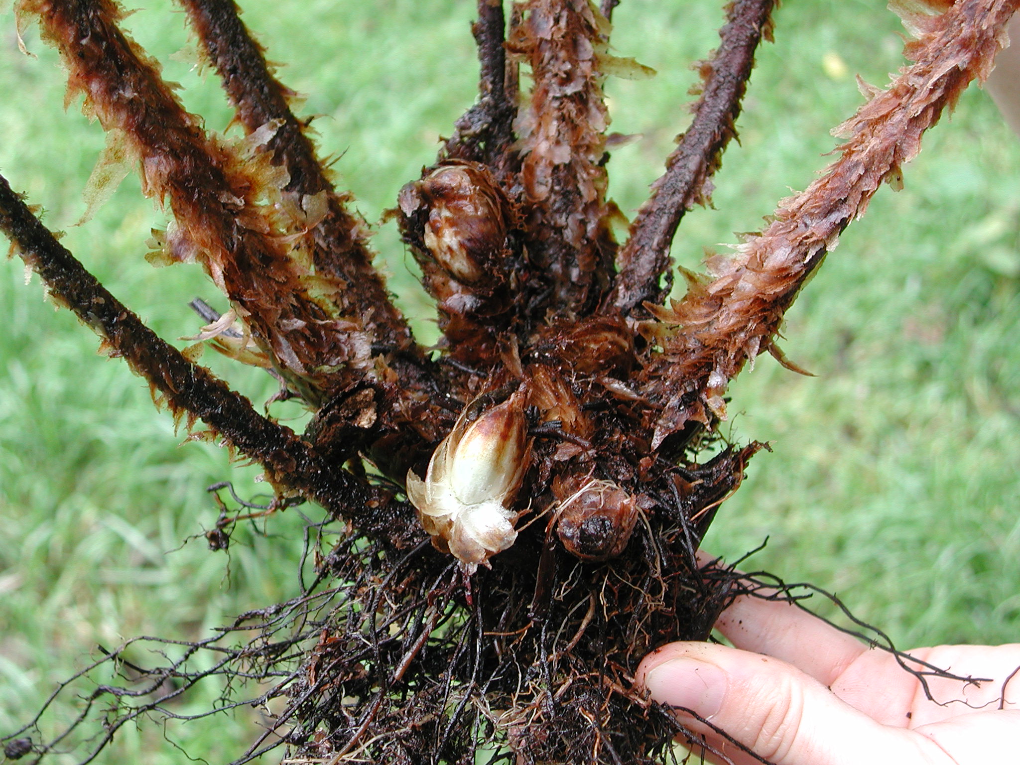 Dryopteridaceae Dryopteris wallichiana