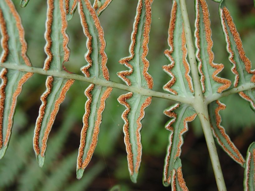 Dennstaedtiaceae Histiopteris incisa