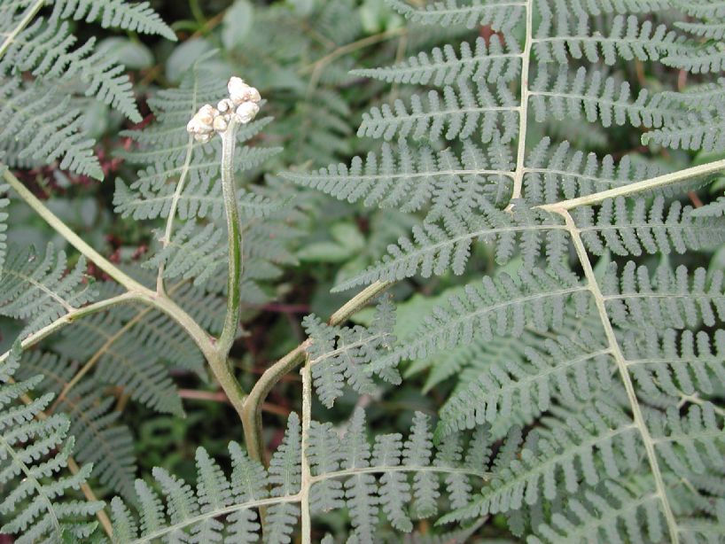 Dennstaedtiaceae Hypolepis zimmerae