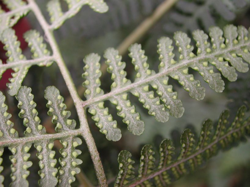 Dennstaedtiaceae Hypolepis zimmerae