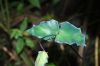 image of Adiantum macrophyllum