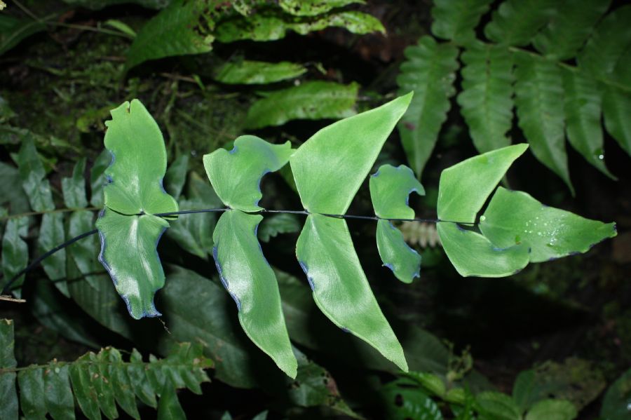 Pteridaceae Adiantum macrophyllum