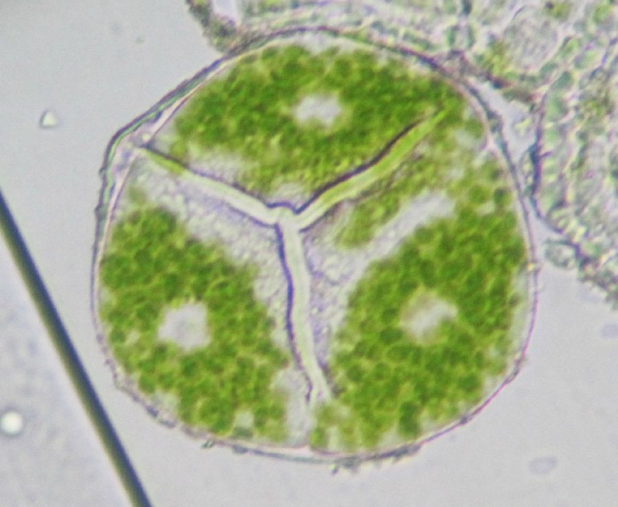 Hymenophyllaceae Hymenophyllum myriocarpon