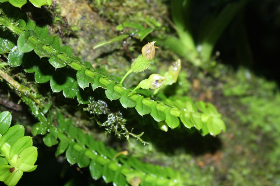 Orchidaceae Dichaea 