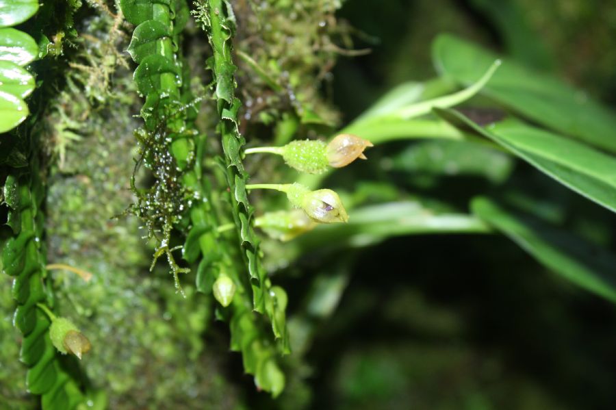 Orchidaceae Dichaea 