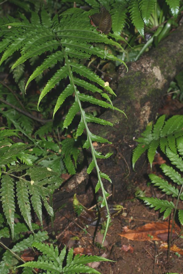 Lomariopsidaceae Bolbitis portoricensis