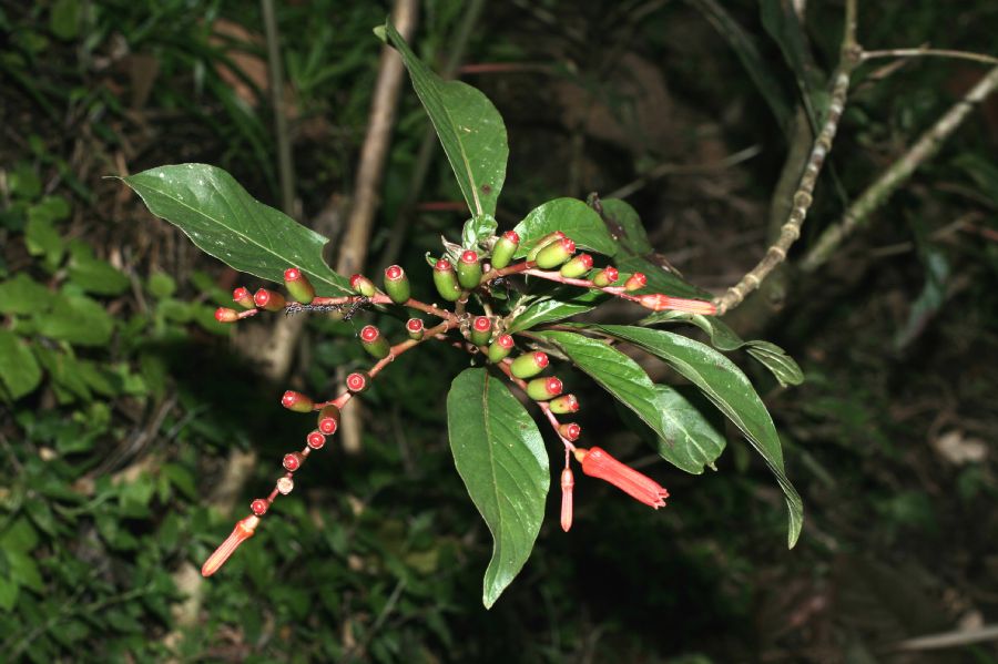 Rubiaceae Hamelia patens