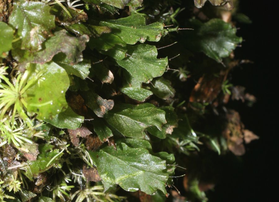 Hymenophyllaceae Didymoglossum godmannii