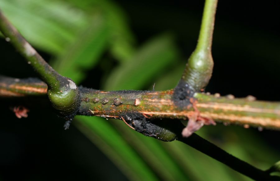 Fabaceae Pentaclethra macroloba