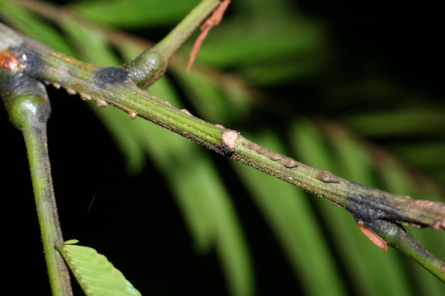 Fabaceae Pentaclethra macroloba