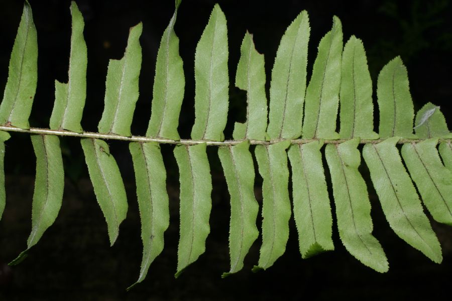 Nephrolepidaceae Nephrolepis brownii