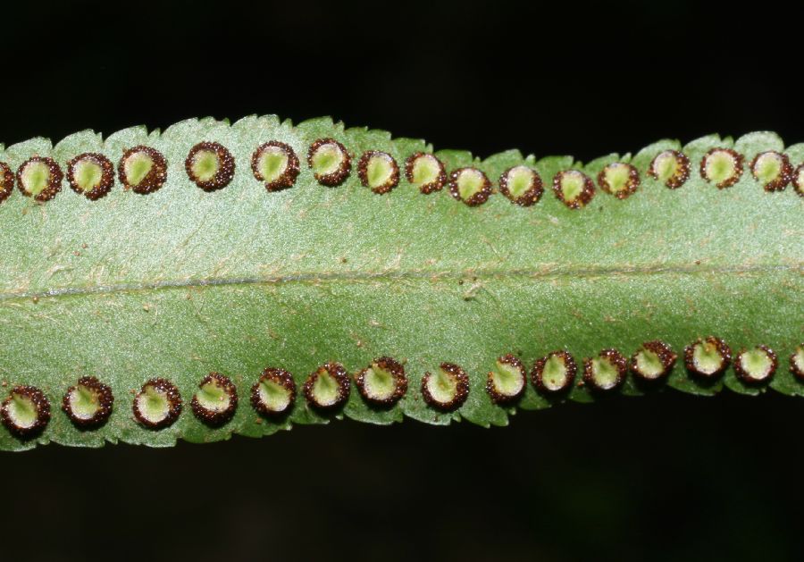 Nephrolepidaceae Nephrolepis brownii