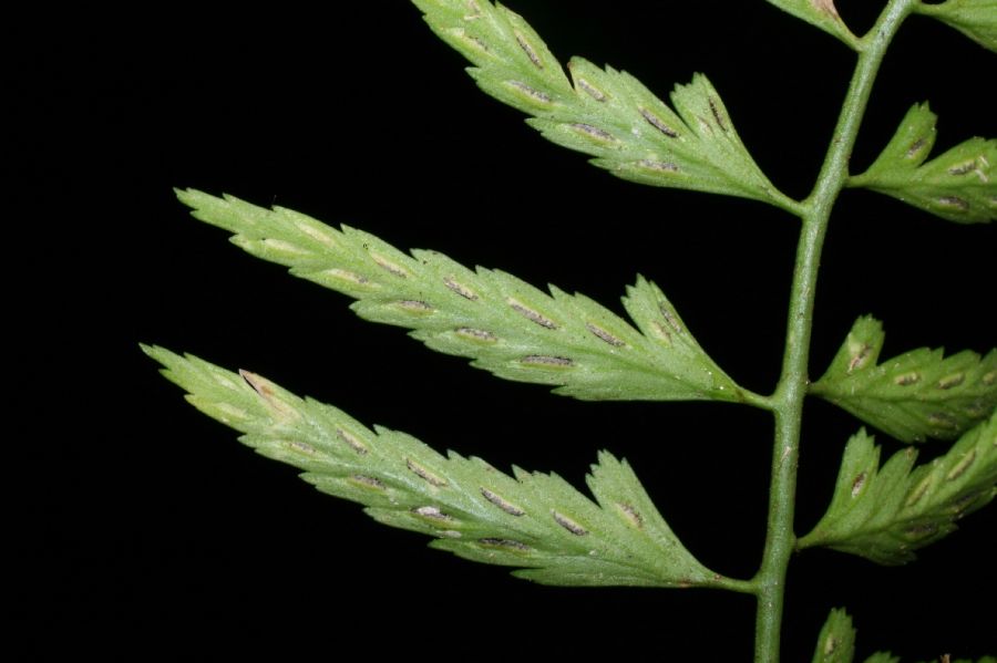 Aspleniaceae Asplenium monodon