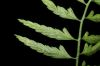 image of Asplenium monodon