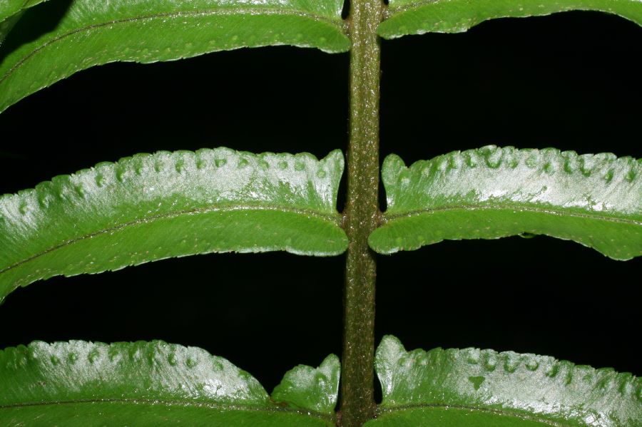 Nephrolepidaceae Nephrolepis brownii