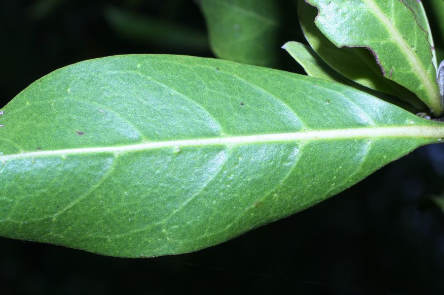 Combretaceae Conocarpus erectus