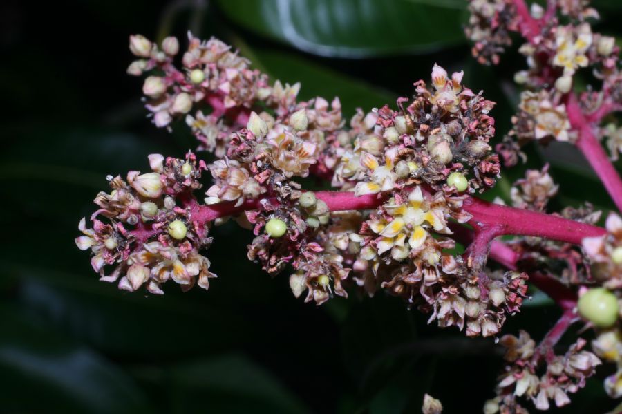 Anacardiaceae Mangifera indica