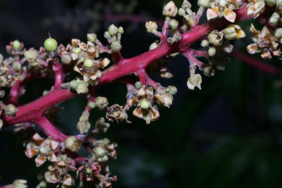 Anacardiaceae Mangifera indica