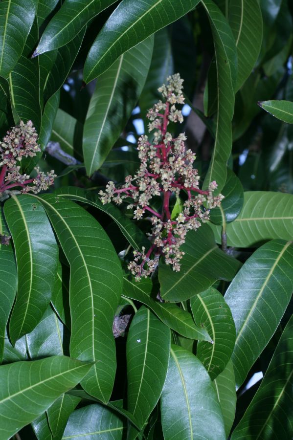 Anacardiaceae Mangifera indica