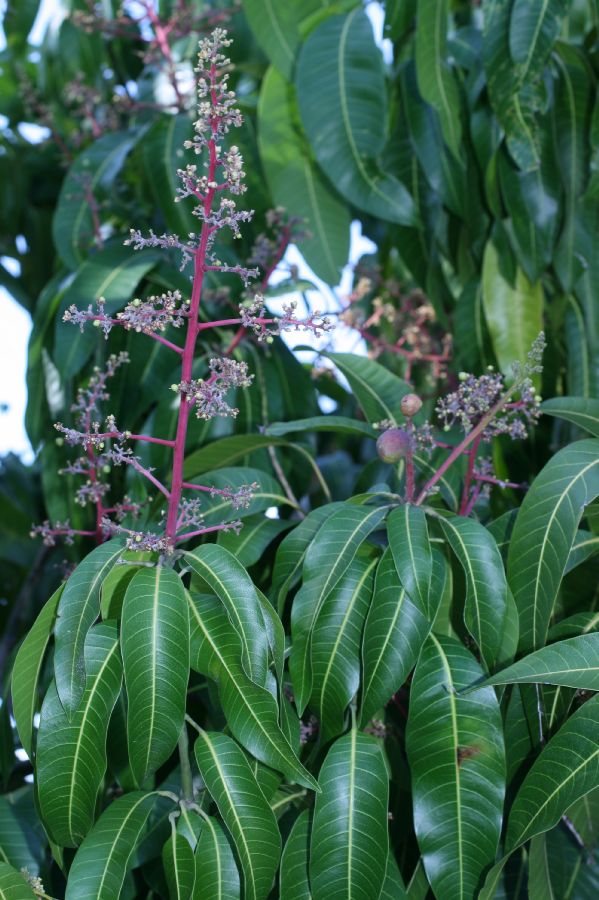 Anacardiaceae Mangifera indica