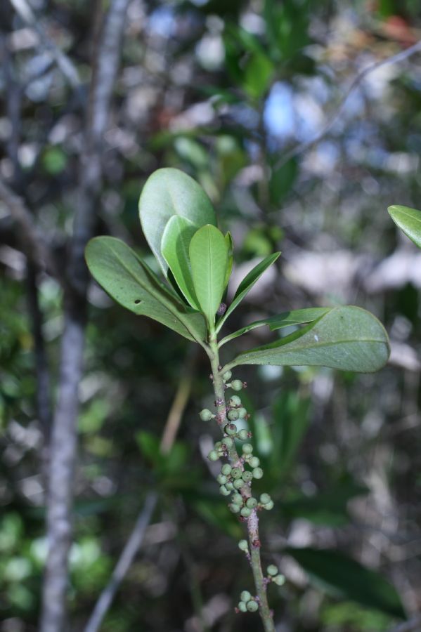 Primulaceae Myrsine floridana