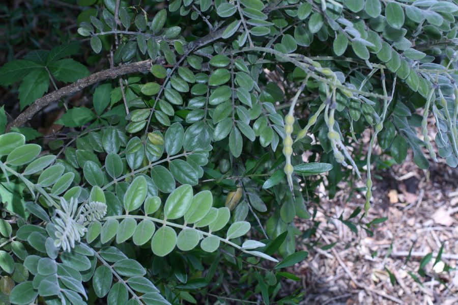 Fabaceae Sophora tomentosa