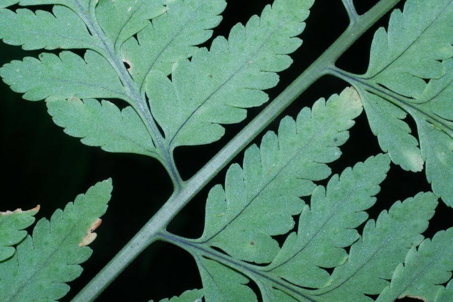 Dryopteridaceae Dryopteris patula