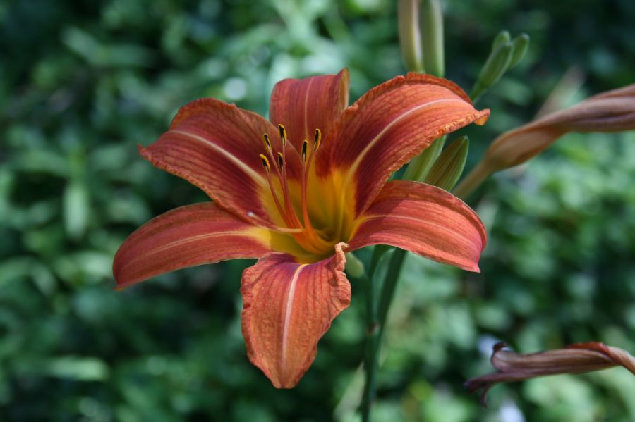 Asphodelaceae Hemerocallis fulva