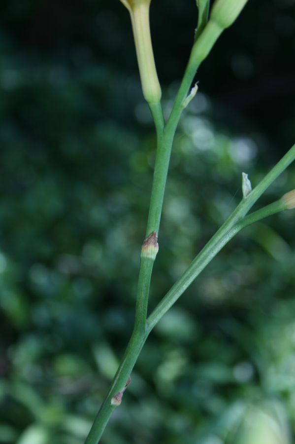 Asphodelaceae Hemerocallis fulva