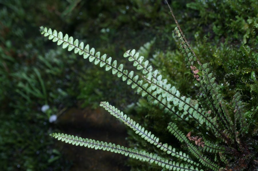  Moranopteris taenifolia