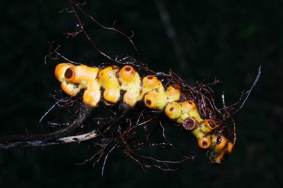 Polypodiaceae Pecluma divaricata