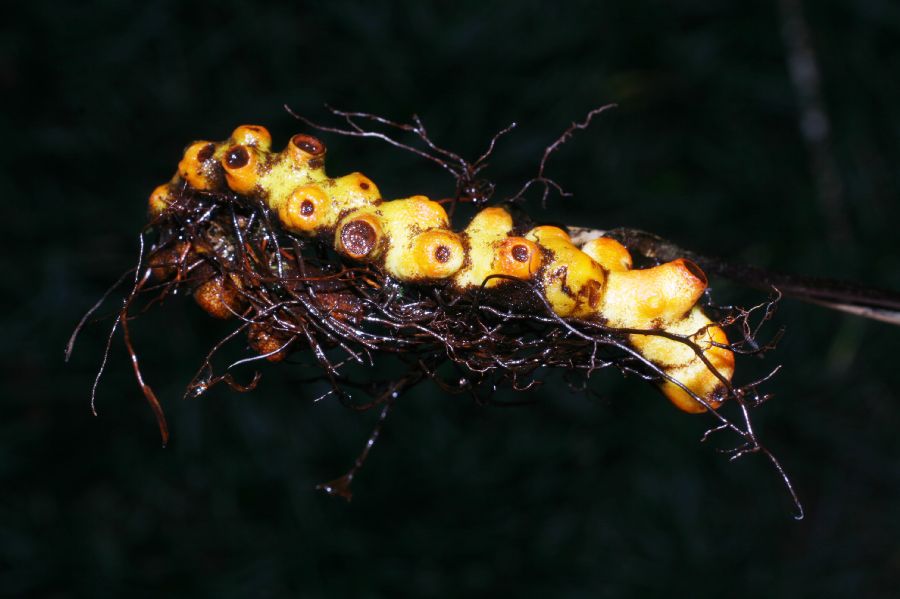 Polypodiaceae Pecluma divaricata