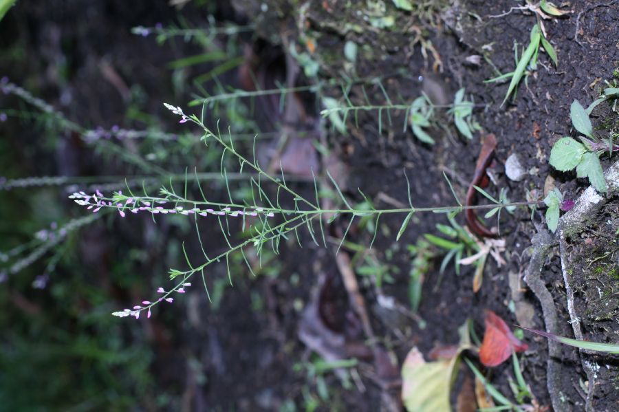 Polygalaceae Polygala paniculata