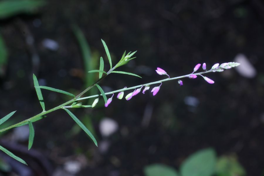 Polygalaceae Polygala paniculata
