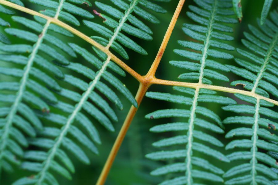 Dennstaedtiaceae Pteridium pseudocaudatum