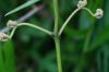 image of Pteridium pseudocaudatum