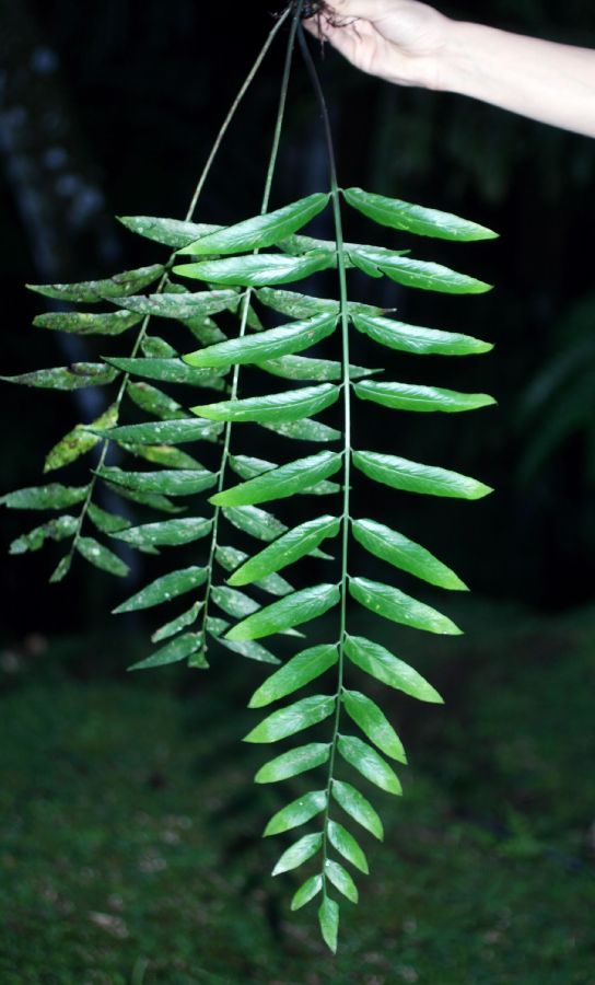 Aspleniaceae Asplenium juglandifolium