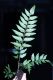 image of Asplenium feei