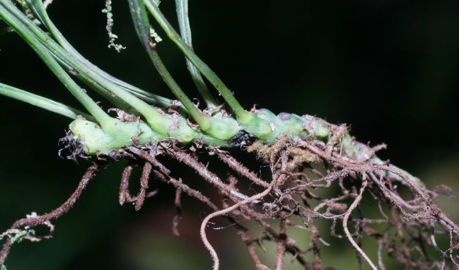 Polypodiaceae Campyloneurum angustifolium