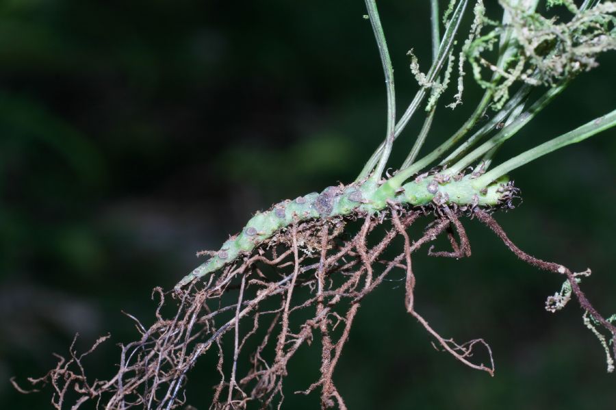 Polypodiaceae Campyloneurum angustifolium