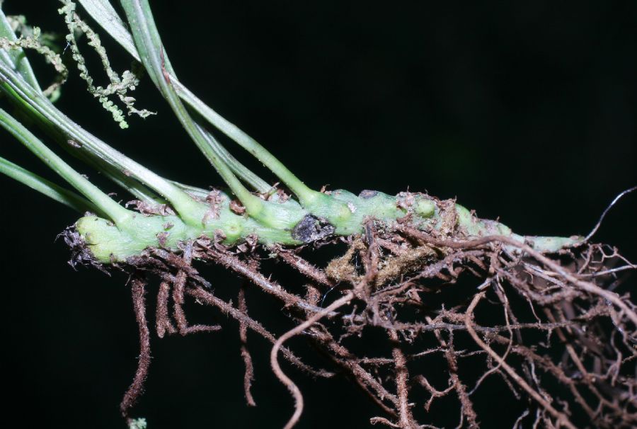 Polypodiaceae Campyloneurum angustifolium