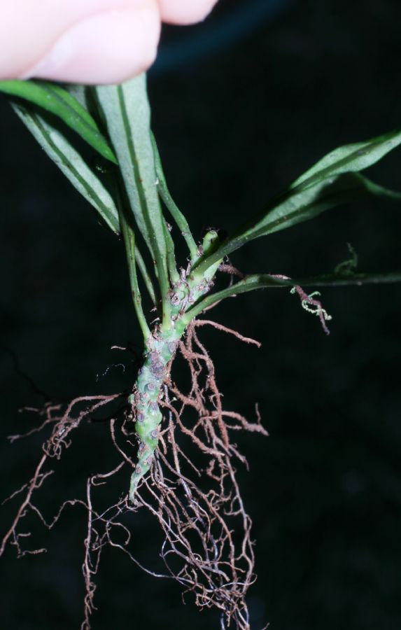 Polypodiaceae Campyloneurum angustifolium