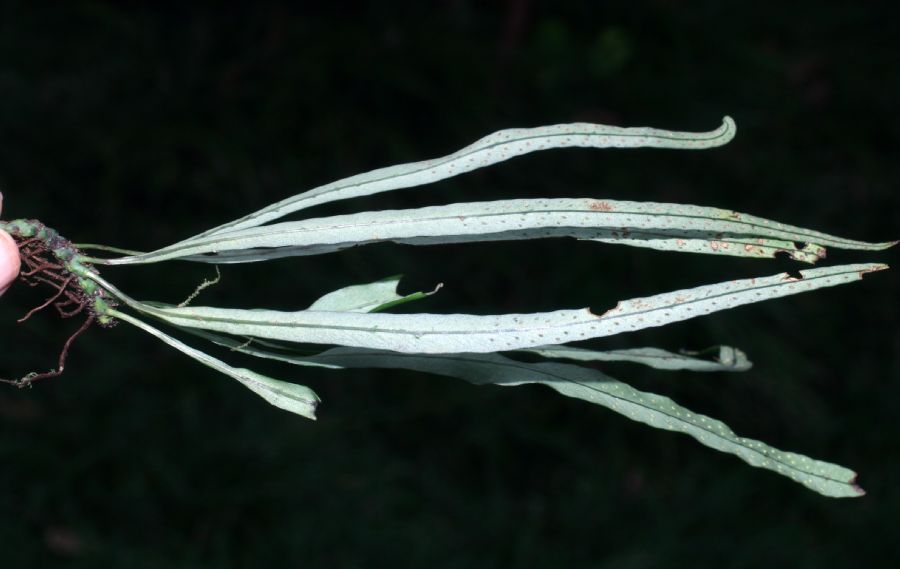 Polypodiaceae Campyloneurum angustifolium