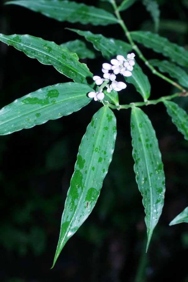Commelinaceae Dichorisandra 