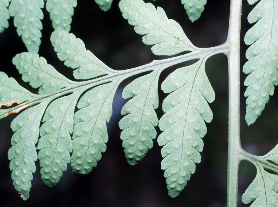 Dryopteridaceae Dryopteris patula