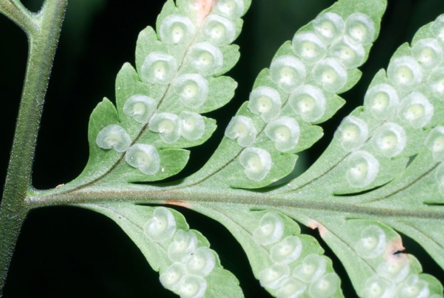 Dryopteridaceae Dryopteris patula