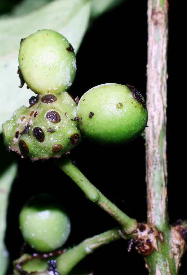 Monimiaceae Mollinedia viridiflora