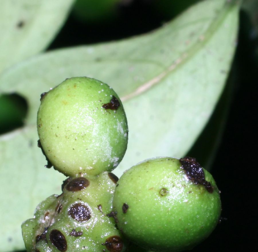 Monimiaceae Mollinedia viridiflora