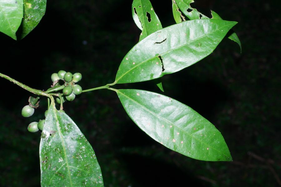 Monimiaceae Mollinedia viridiflora